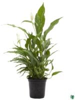 Domino-Peace-Lily-Spathiphyllum-Variegated-3x4-Product-Peppyflora-01-a-Moz