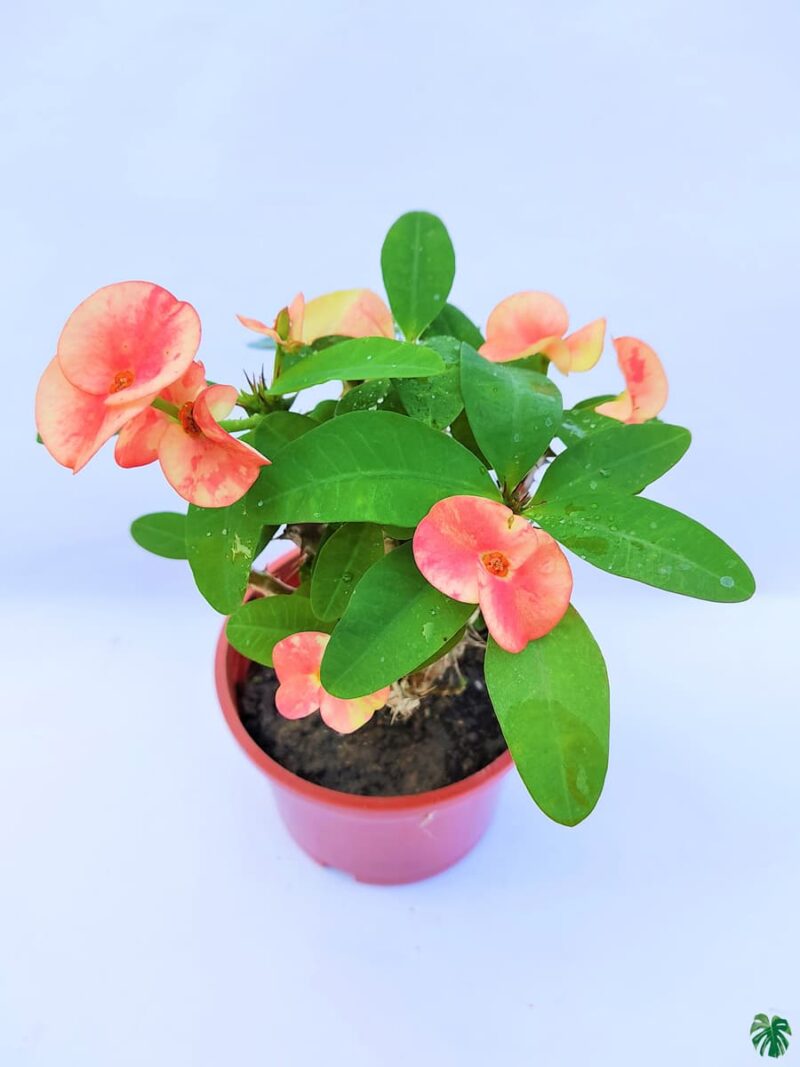 Euphorbia Milii Peach Pink 3X4 Product Peppyflora 01 A Moz