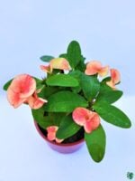 Euphorbia-Milii-Peach-Pink-3x4-Product-Peppyflora-01-b-Moz