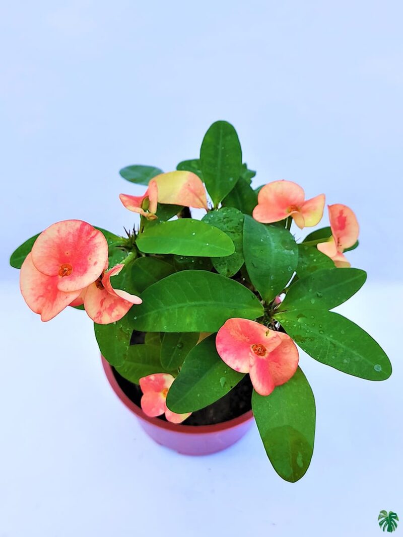 Euphorbia-Milii-Peach-Pink-3x4-Product-Peppyflora-01-b-Moz