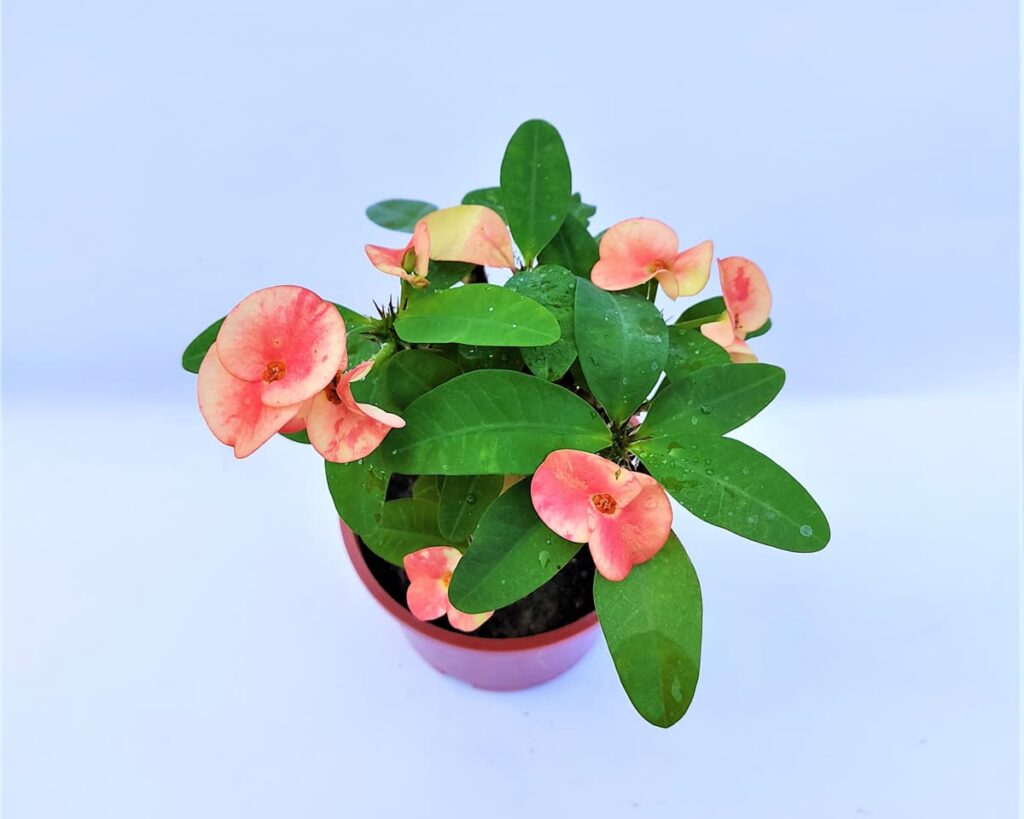 Euphorbia-Milii-Peach-Pink-Peppyflora-Product-02-moz