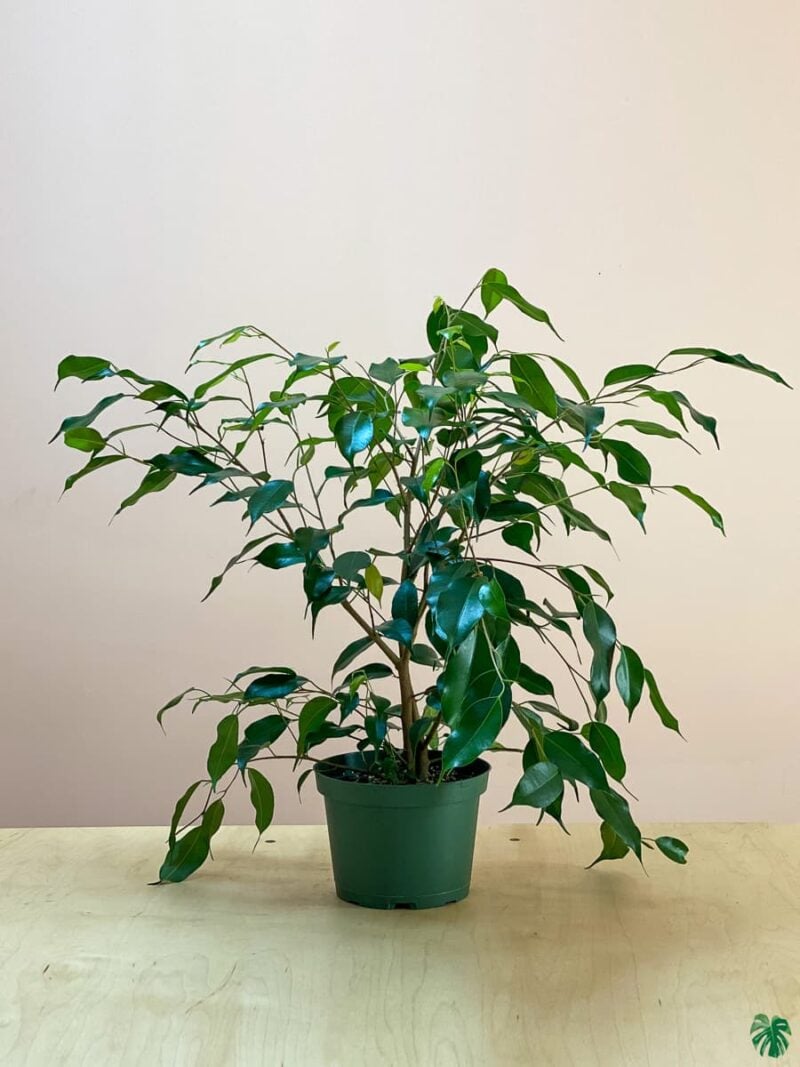 Ficus Benjamina Weeping Fig 3X4 Product Peppyflora 01 A Moz