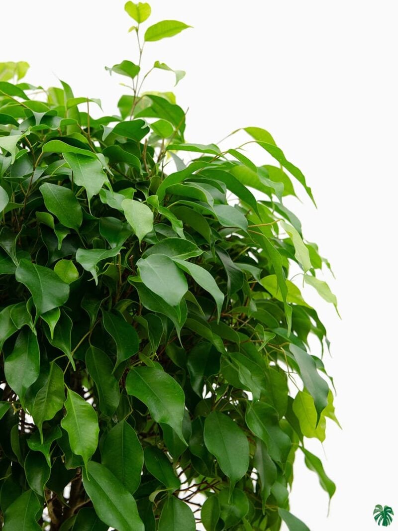 Ficus-Benjamina-Weeping-Fig-3x4-Product-Peppyflora-01-b-Moz