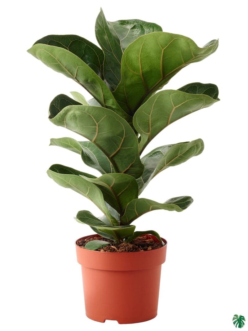 Ficus-Lyrata-Fiddle-leaf-Fig-Plant-3x4-Product-Peppyflora-01-a-Moz