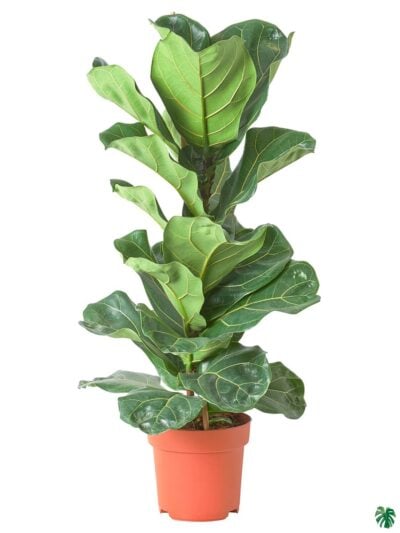 Ficus-Lyrata-Fiddle-leaf-Fig-Plant-3x4-Product-Peppyflora-01-b-Moz