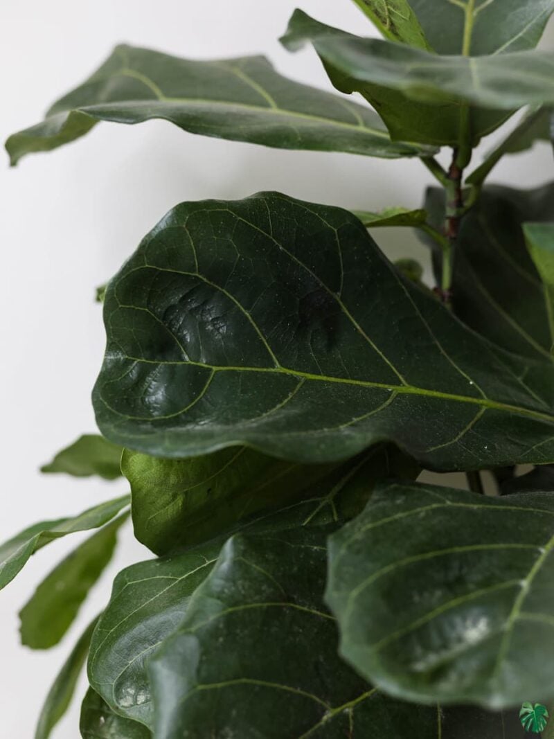 Ficus-Lyrata-Fiddle-leaf-Fig-Plant-3x4-Product-Peppyflora-01-c-Moz