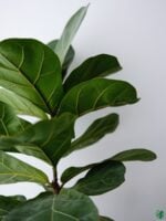 Ficus-Lyrata-Fiddle-leaf-Fig-Plant-3x4-Product-Peppyflora-01-d-Moz