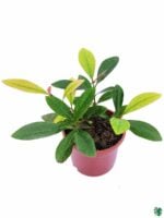 First-Love-Red-Xanthostemon-Youngii-3x4-Peppyflora-Product-01-c-Moz