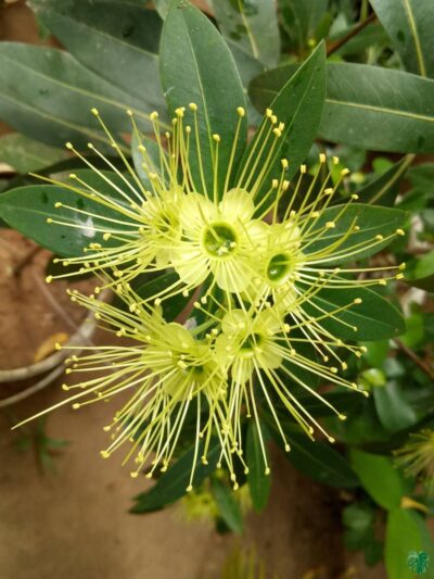First-Love-Yellow-Xanthostemon-Chrysanthus-3x4-Peppyflora-Product-01-b-Moz