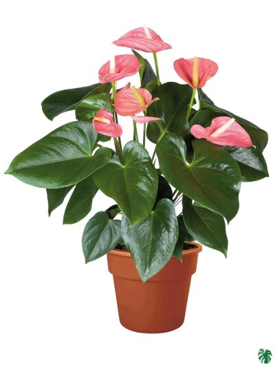 Flowering-Anthurium-Pink-Flamingo-Lily-3x4-Product-Peppyflora-01-a-Moz