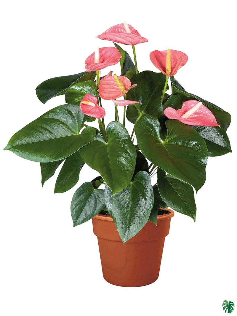 Flowering Anthurium Pink Flamingo Lily 3X4 Product Peppyflora 01 A Moz