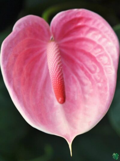 Flowering-Anthurium-Pink-Flamingo-Lily-3x4-Product-Peppyflora-01-b-Moz