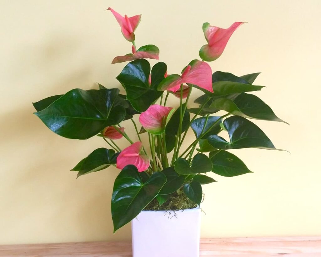 Flowering Anthurium Pink Flamingo Lily Peppyflora Product 02 Moz
