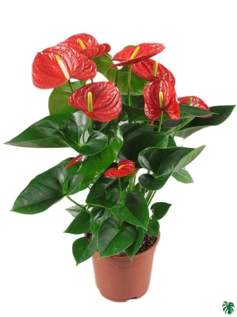 Flowering Anthurium Red Laceleaf 3X4 Product Peppyflora 01 A Moz