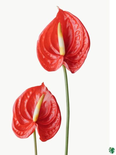 Flowering-Anthurium-Red-Laceleaf-3x4-Product-Peppyflora-01-b-Moz