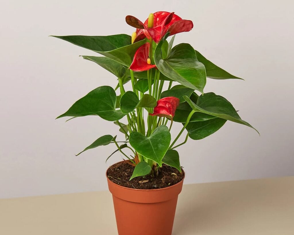 Flowering-Anthurium-Red-Laceleaf-Peppyflora-Product-02-moz