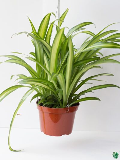 Hawaiian-Spider-Plant-Chlorophytum-Comosum-3x4-Product-Peppyflora-01-a-Moz