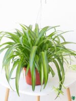 Hawaiian-Spider-Plant-Chlorophytum-Comosum-3x4-Product-Peppyflora-01-c-Moz