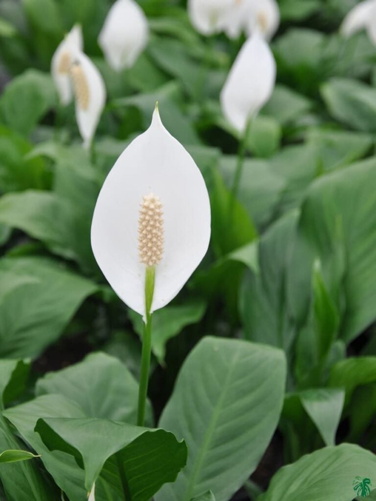 Buy Hybrid Peace Lily Online | Peppyflora®