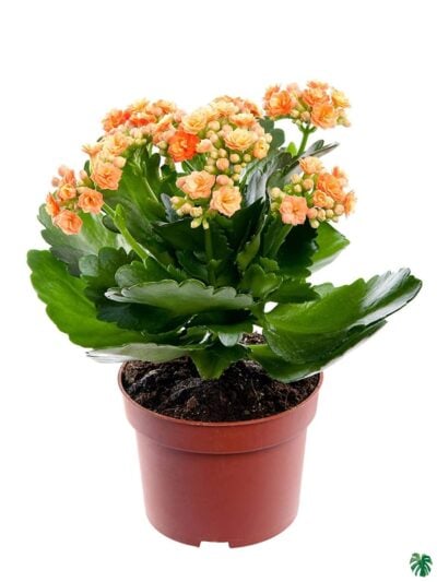 Kalanchoe-Orange-Blossfeldiana-3x4-Product-Peppyflora-01-a-Moz
