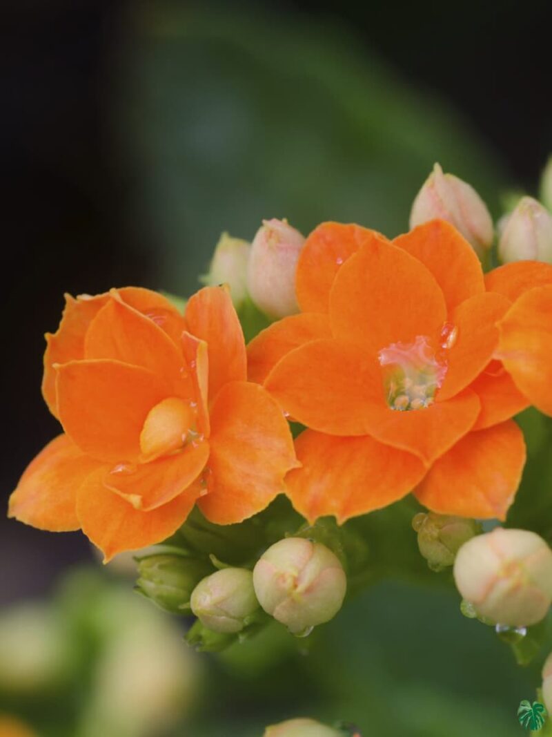 Kalanchoe-Orange-Blossfeldiana-3x4-Product-Peppyflora-01-b-Moz