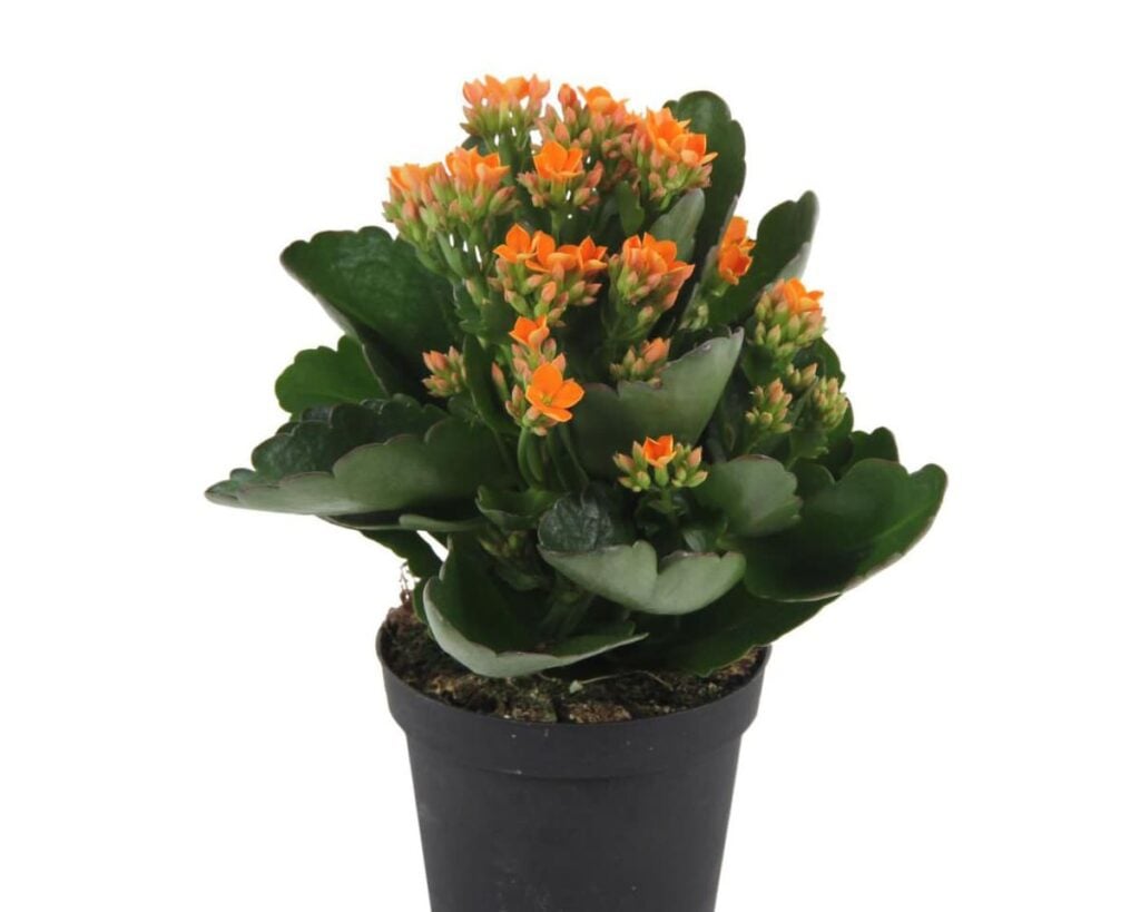 Kalanchoe-Orange-Blossfeldiana-Peppyflora-Product-02-moz