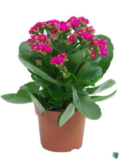 Kalanchoe-Pink-Blossfeldiana-3x4-Product-Peppyflora-01-a-Moz