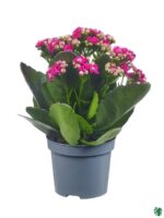 Kalanchoe-Pink-Blossfeldiana-3x4-Product-Peppyflora-01-c-Moz