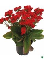 Kalanchoe-Red-Blossfeldiana-3x4-Product-Peppyflora-01-a-Moz