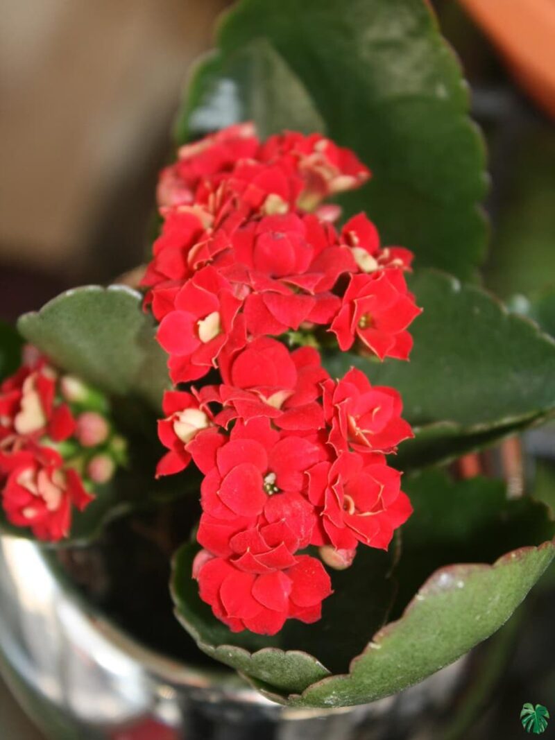 Kalanchoe-Red-Blossfeldiana-3x4-Product-Peppyflora-01-b-Moz