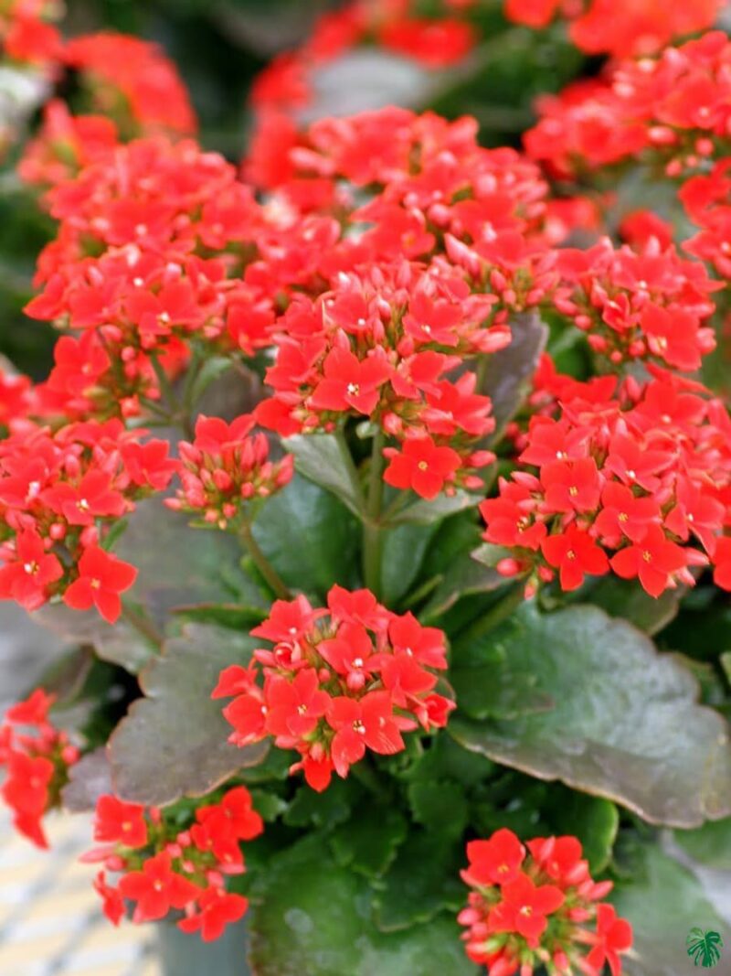 Kalanchoe-Red-Blossfeldiana-3x4-Product-Peppyflora-01-c-Moz