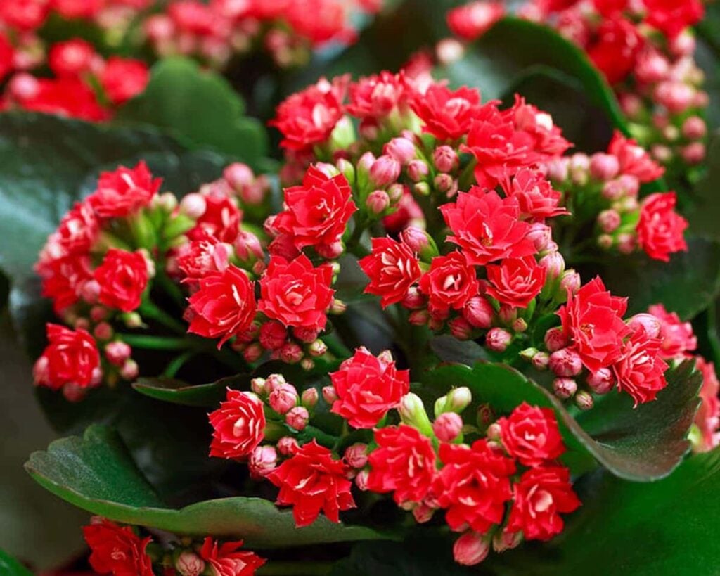 Kalanchoe Red Blossfeldiana Peppyflora Product 02 Moz