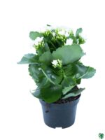 Kalanchoe-White-Blossfeldiana-3x4-Product-Peppyflora-01-c-Moz