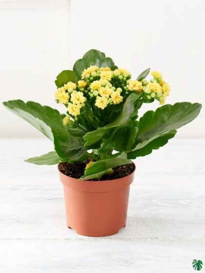 Kalanchoe-Yellow-Blossfeldiana-3x4-Product-Peppyflora-01-a-Moz