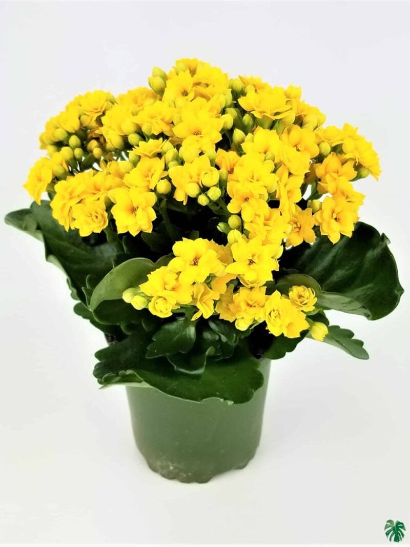 Kalanchoe-Yellow-Blossfeldiana-3x4-Product-Peppyflora-01-b-Moz