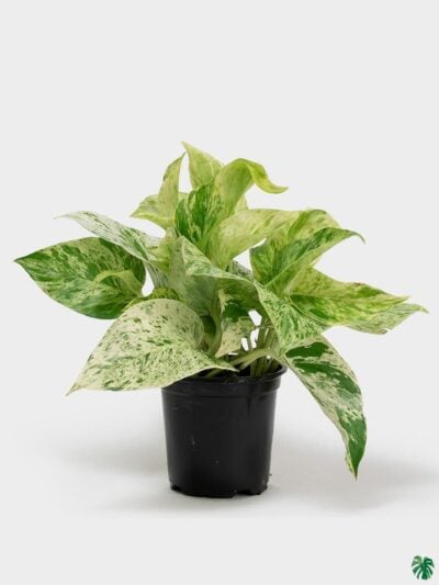 Money-Plant-Marble-Queen-3x4-Product-Peppyflora-01-a-Moz