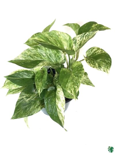 Money-Plant-Marble-Queen-3x4-Product-Peppyflora-01-b-Moz
