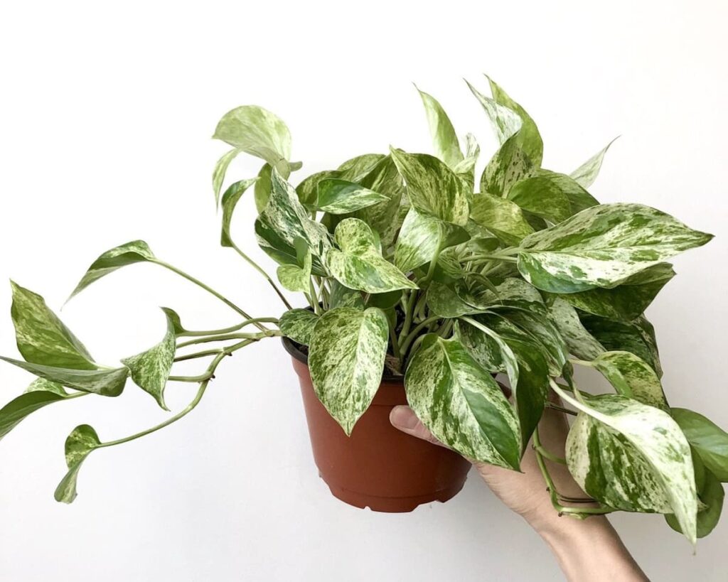 Money Plant Marble Queen Peppyflora Product 02 Moz