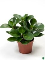 Peperomia-Obtusifolia-Baby-Rubberplant-3x4-Product-Peppyflora-01-a-Moz
