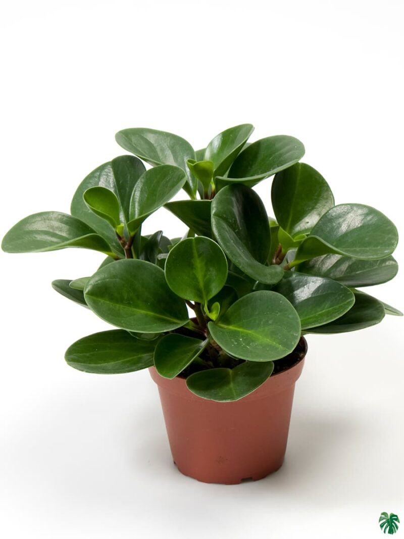 Peperomia Obtusifolia Baby Rubberplant 3X4 Product Peppyflora 01 A Moz