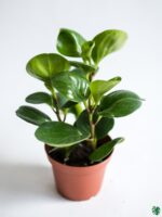 Peperomia-Obtusifolia-Baby-Rubberplant-3x4-Product-Peppyflora-01-b-Moz