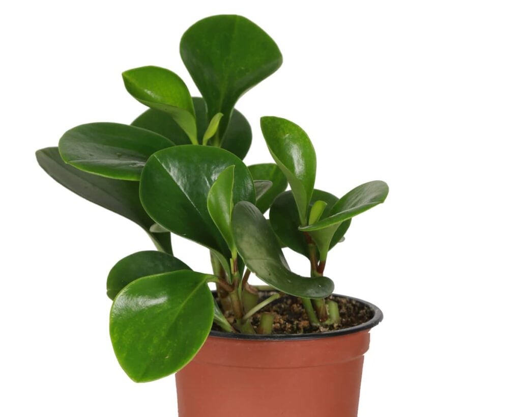 Peperomia-Obtusifolia-Baby-Rubberplant-Peppyflora-Product-02-moz
