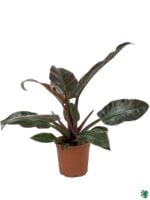 Philodendron-Imperial-Red-3x4-Product-Peppyflora-01-a-Moz