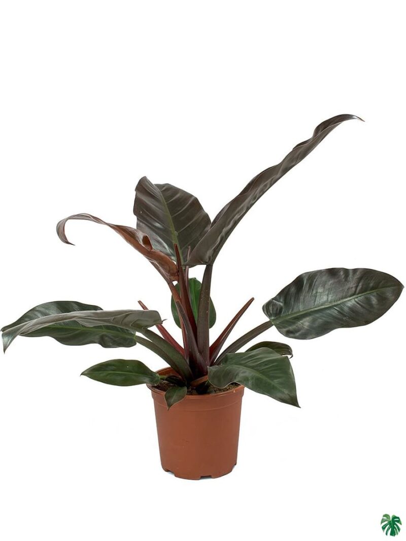Philodendron Imperial Red 3X4 Product Peppyflora 01 A Moz