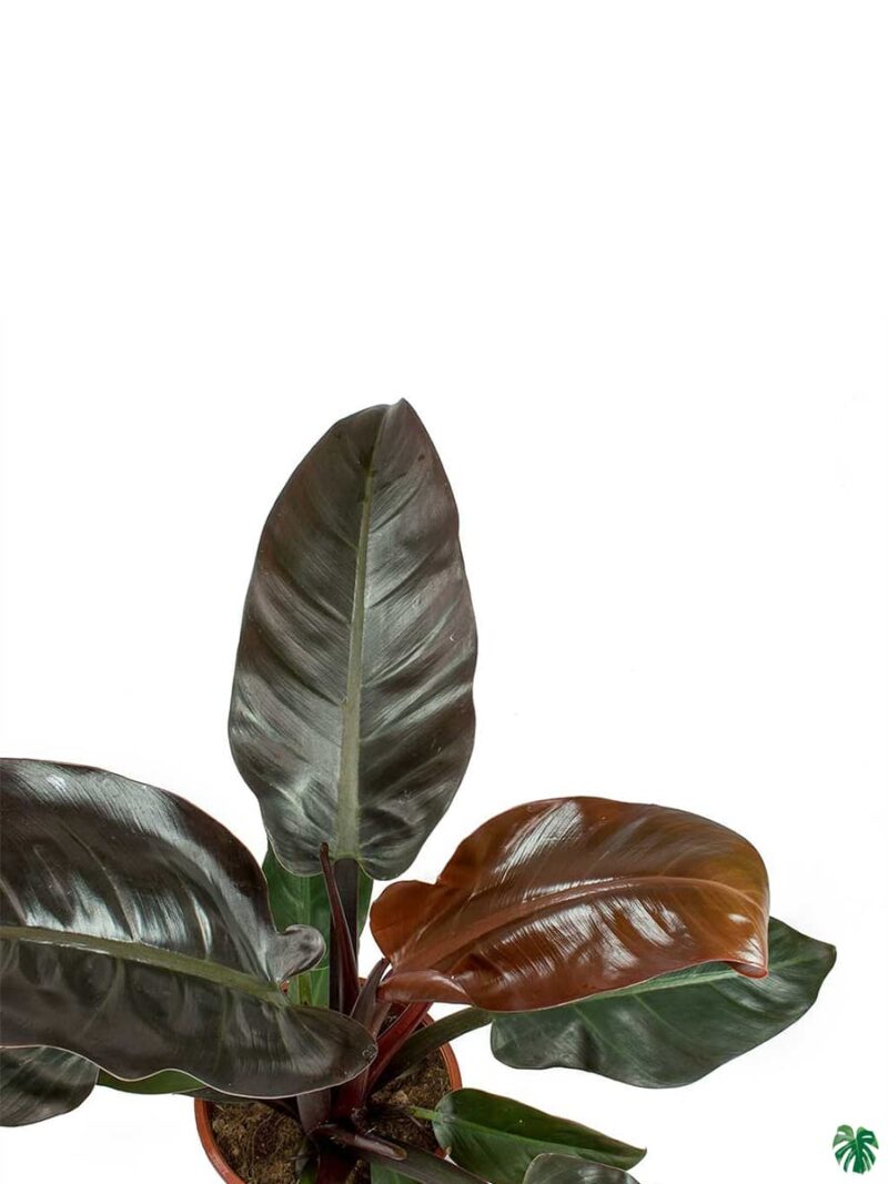 Philodendron-Imperial-Red-3x4-Product-Peppyflora-01-b-Moz