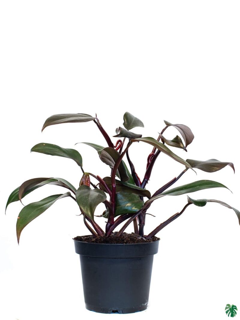 Philodendron-Imperial-Red-3x4-Product-Peppyflora-01-c-Moz