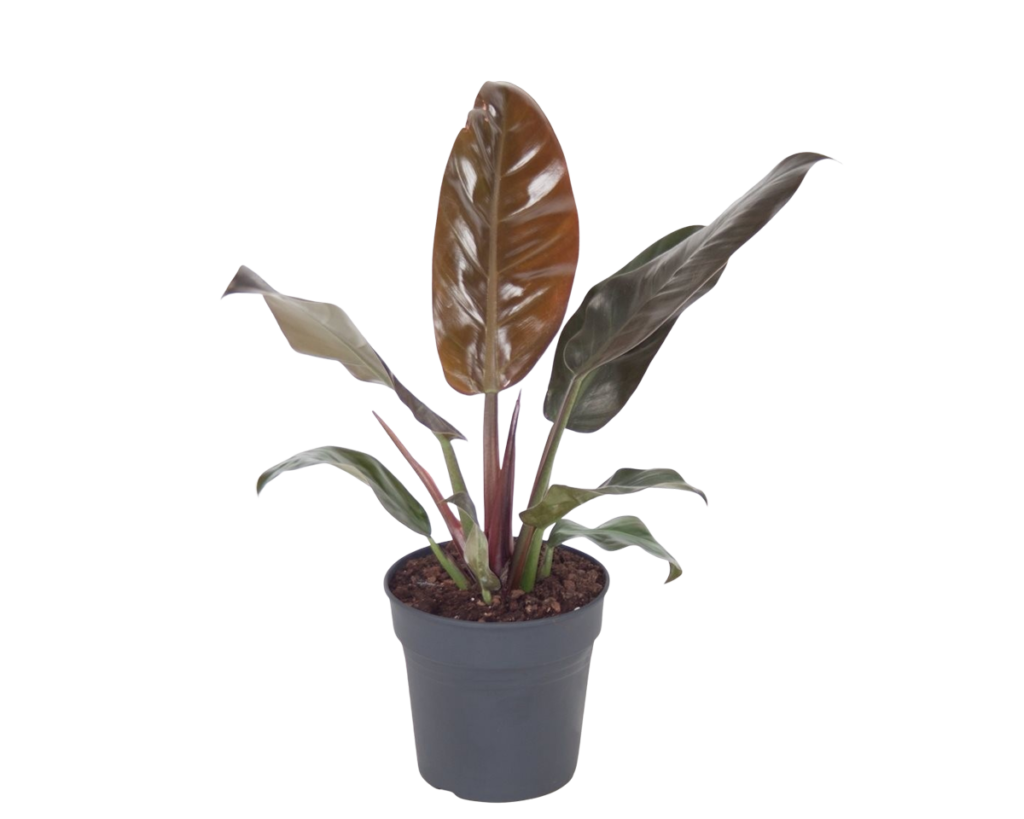 Philodendron-Imperial-Red-Peppyflora-Product-02