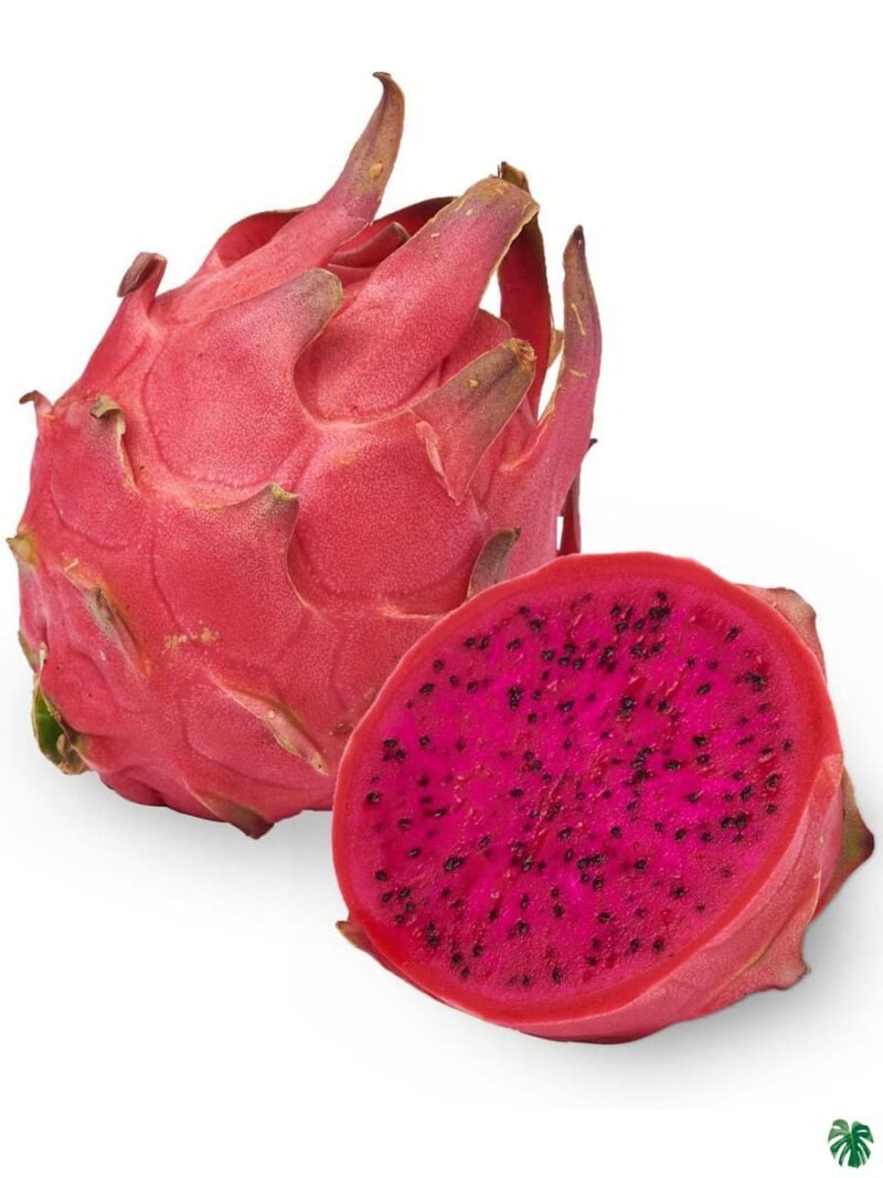 Pink Dragon Fruit Plant Pitaya 3X4 Product Peppyflora 01 A A Moz