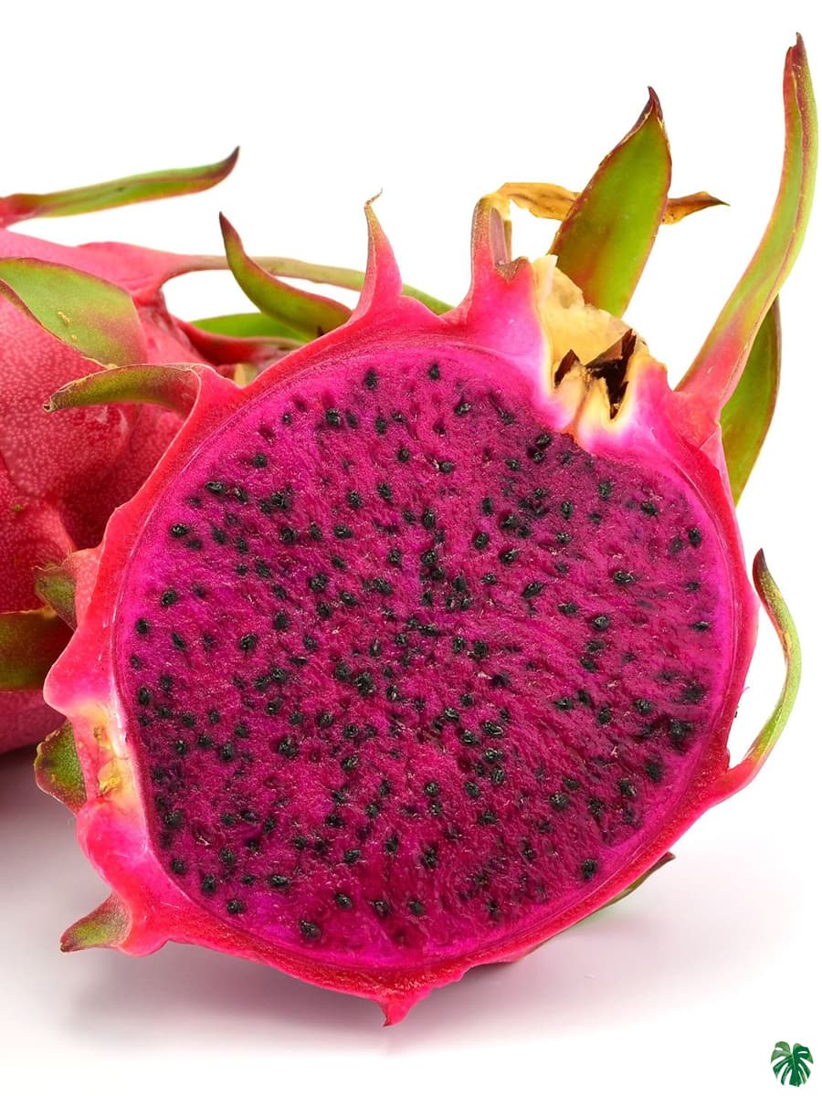 Dragon Fruit Pink