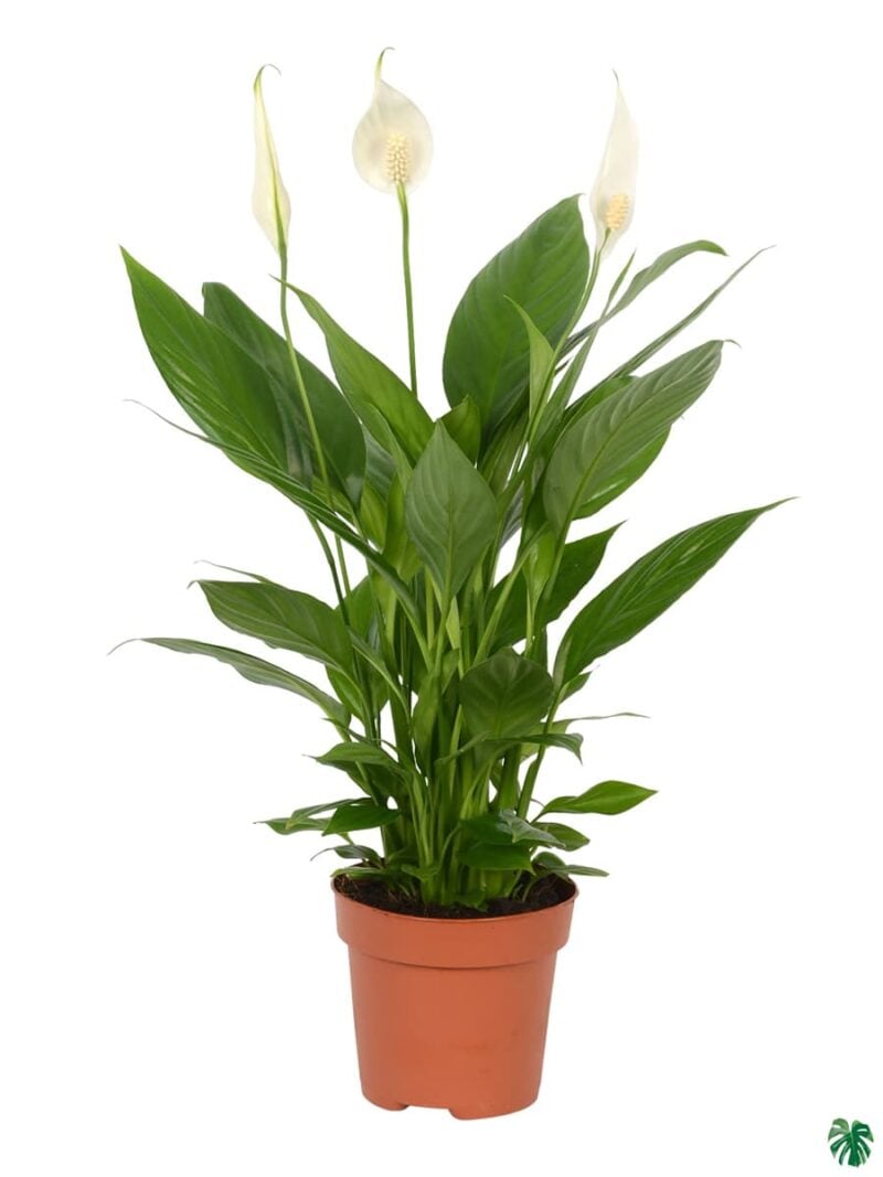 Spathiphyllum Peace Lily 3X4 Product Peppyflora 01 A Moz